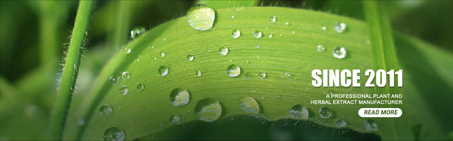 quality Plant Extract Powder factory