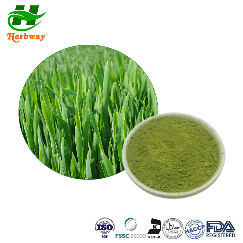 Barley Grass Powder Barley Seedling Powder Barley Grass Juice Powder ...